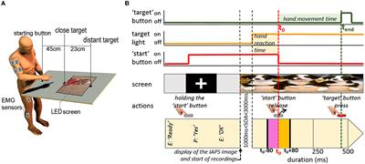 Intermuscular coherence reveals that affective emotional pictures modulate neural control mechanisms during the initiation of arm pointing movements